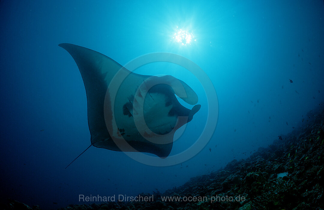 Manta ray