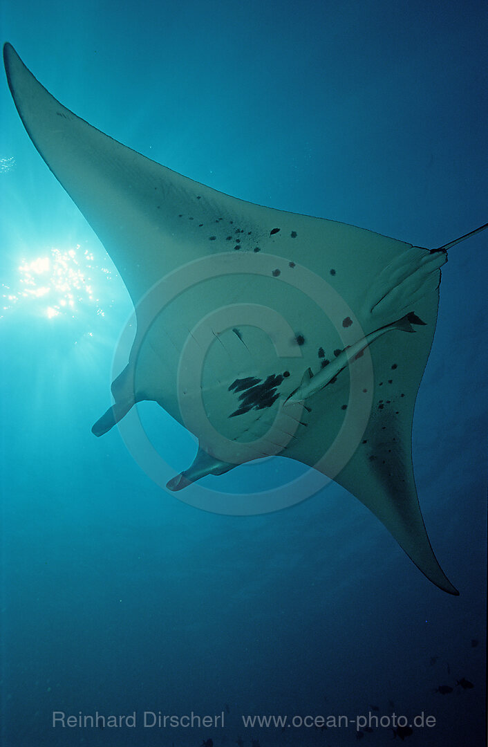 Manta ray, Manta birostris, Indian Ocean, Ari Atol, Maldives Island