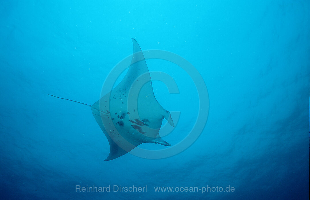 Mantarochen