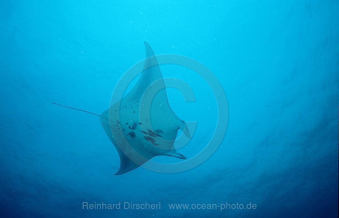 Manta ray, Manta birostris, Indian Ocean, Ari Atol, Maldives Island