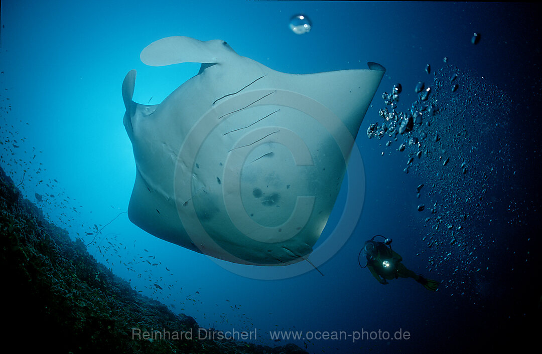 Manta ray and Scuba Diver