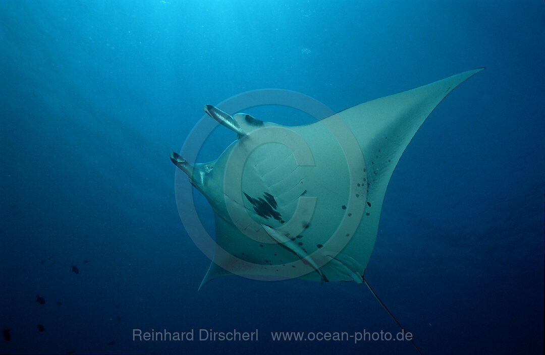 Mantarochen