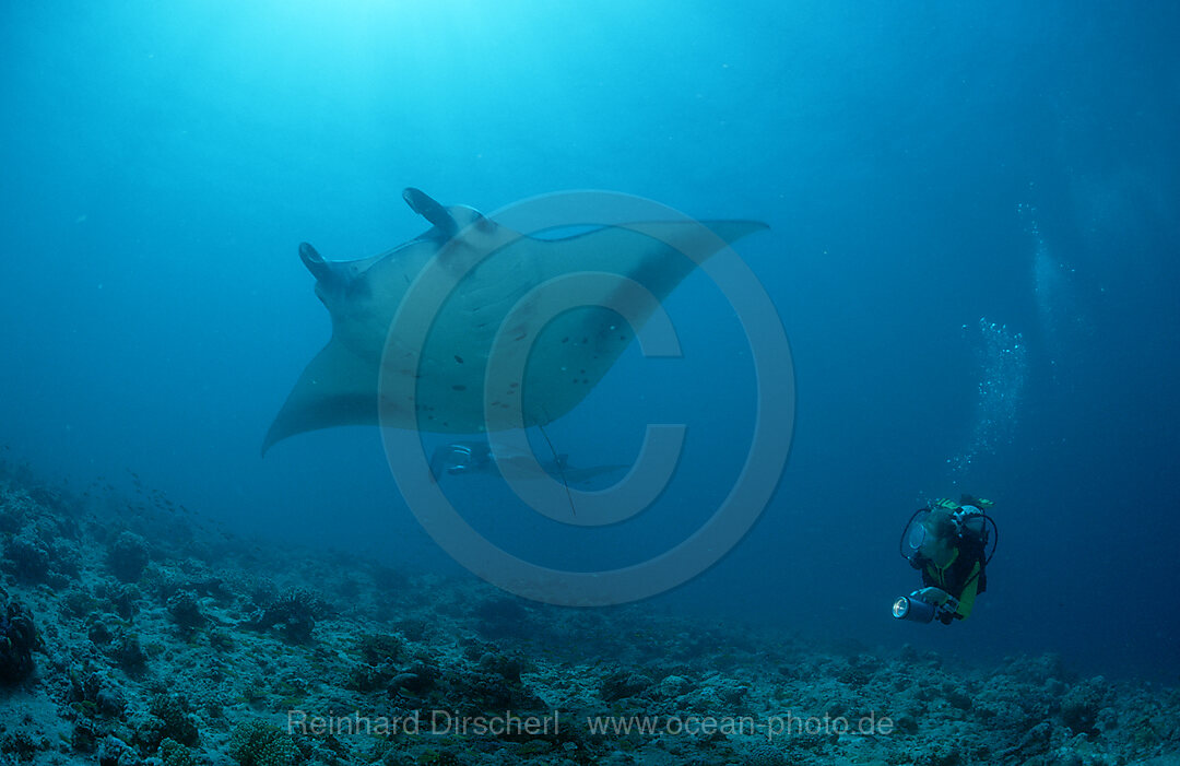 Manta ray and Scuba Diver
