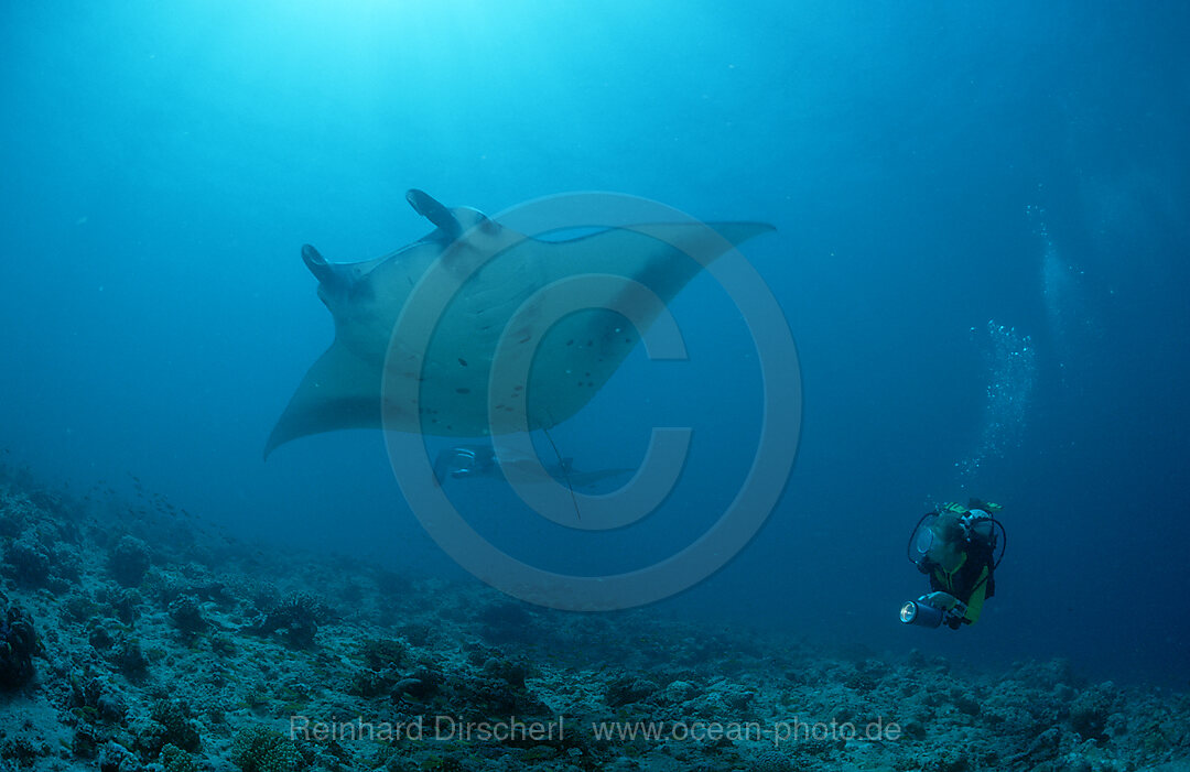 Mantarochen und Taucher, Manta birostris, Indischer Ozean, Ari Atoll, Malediven