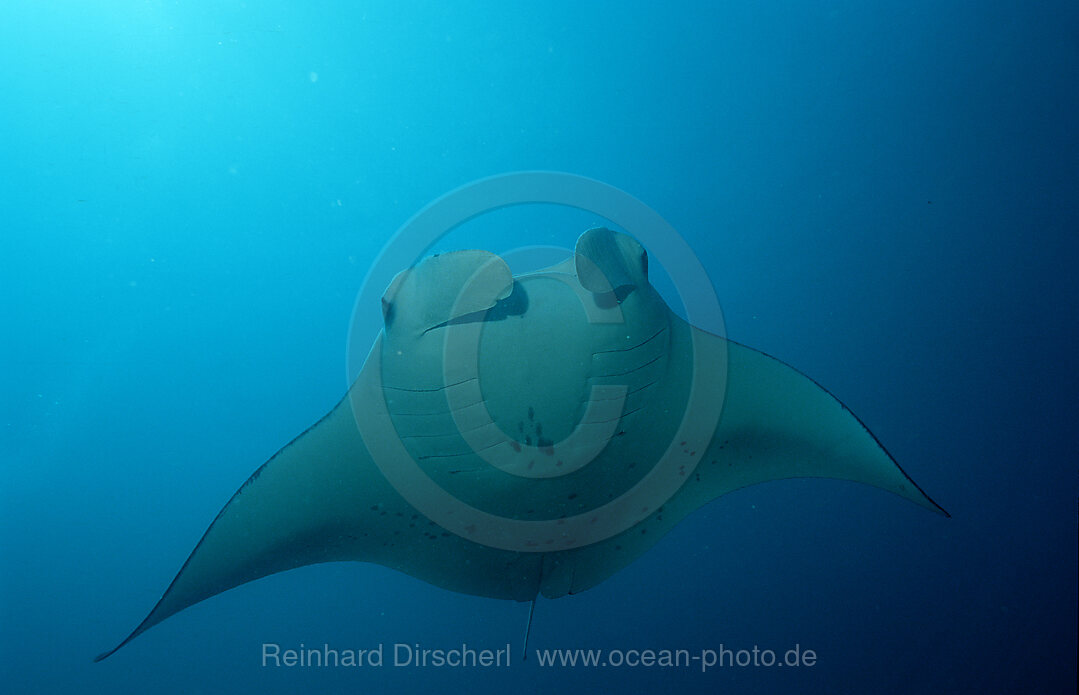 Manta ray