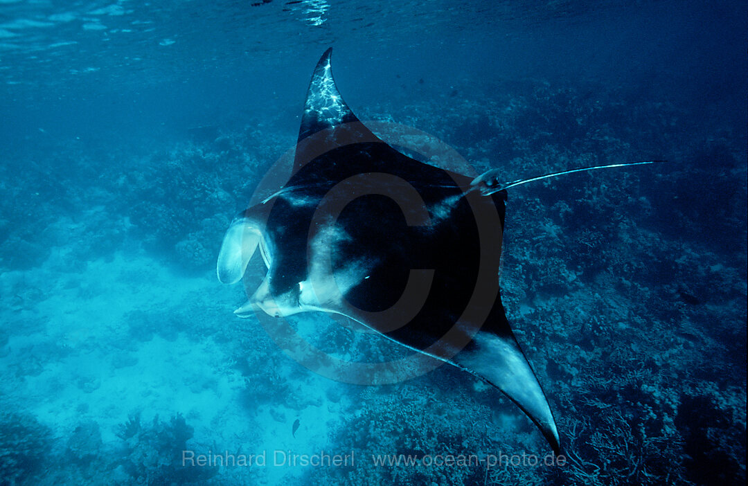 Manta ray, Manta birostris, Indian Ocean, Ari Atol, Maldives Island