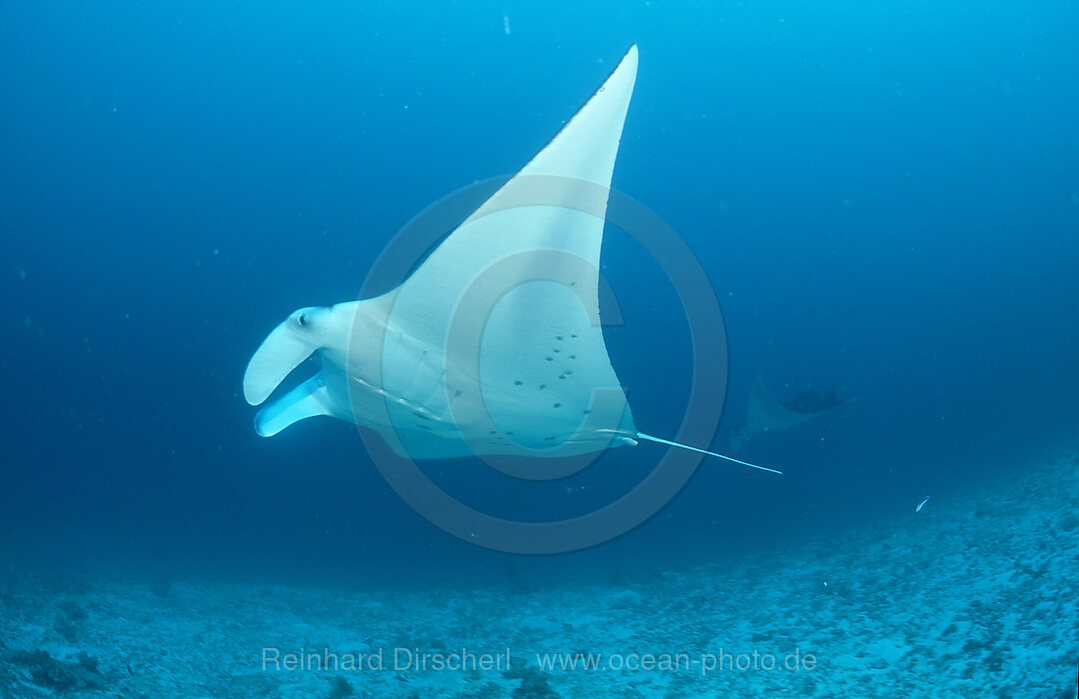 Mantarochen