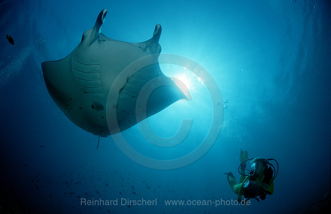Mantarochen und Taucher