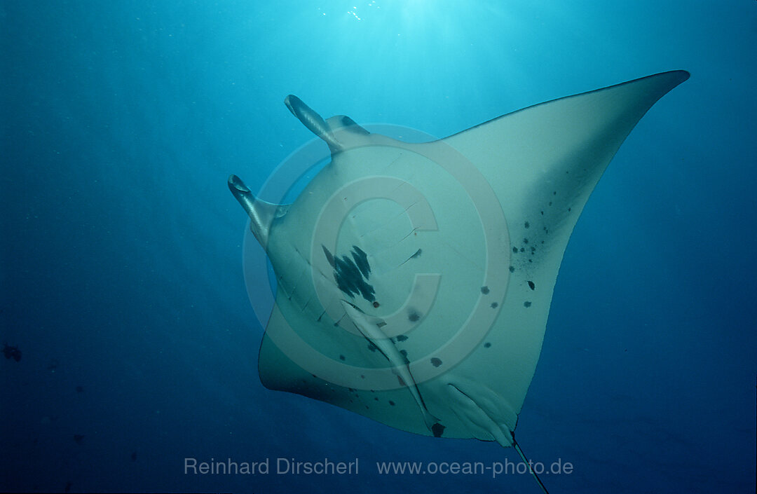 Mantarochen, Manta birostris, Indischer Ozean, Ari Atoll, Malediven