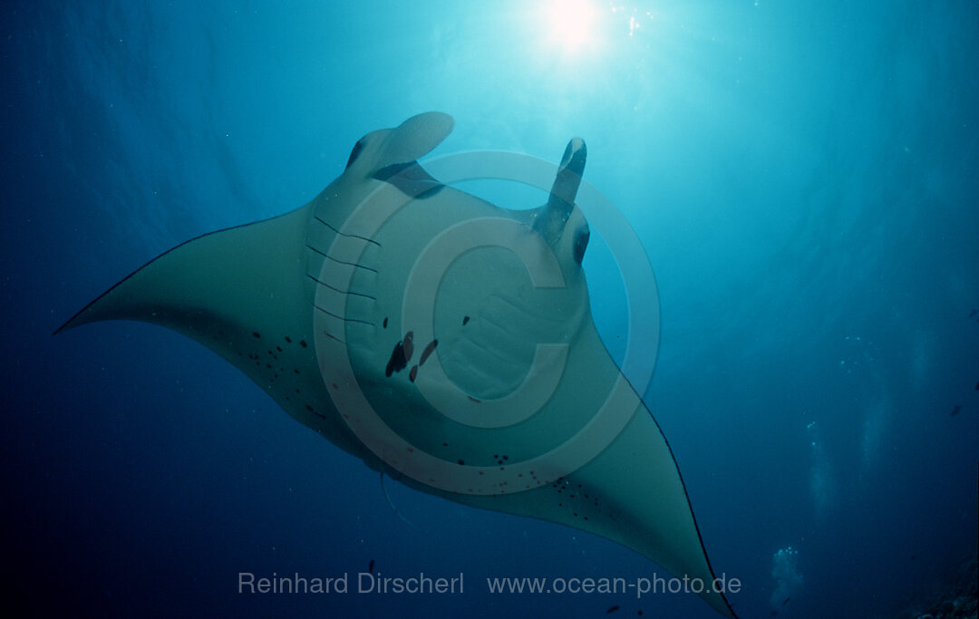 Manta ray
