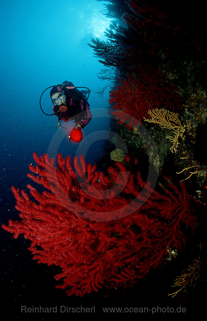 Taucher und Rote Gorgonien, Mittelmeer, Marseille, Frankreich