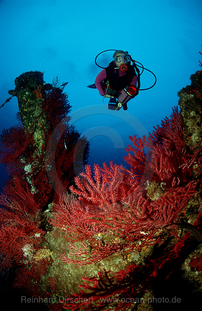 Taucher und Rote Gorgonien, Mittelmeer, Marseille, Frankreich