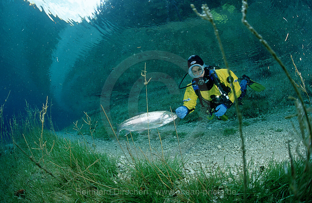 Scuba Diver in a mountain lake and a rainbow trout, Oncorhynchus mykiss, Steiermark, Gruener See, Austria