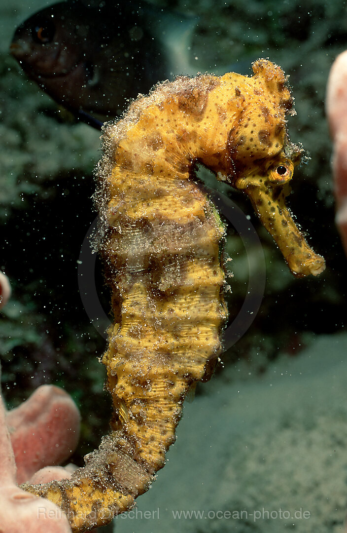 Langschnaeuziges Seepferdchen, Hippocampus reidi, Karibisches Meer, Karibik, Niederlaendische Antillen, Curacao