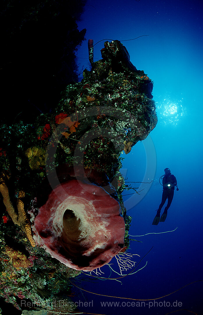 Taucher an Steilwand, Karibisches Meer, Karibik, Grand Bahama, Bahamas