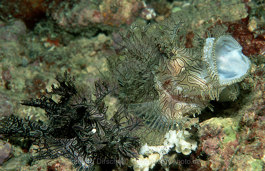 Yawning Merlet´s scorpionfish