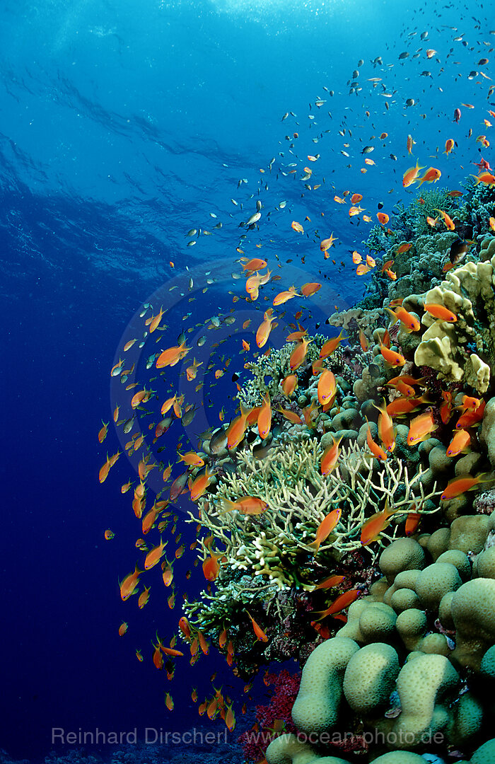 Schooling Lyretail anthias and coral reef
