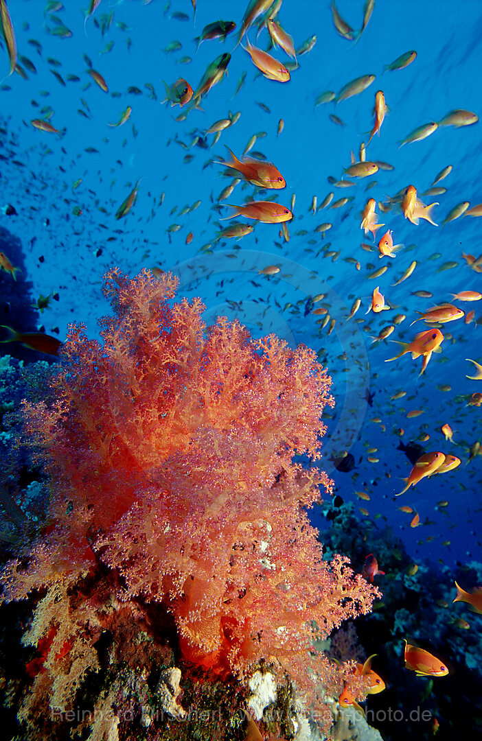 Fahnenbarsche und Korallenriff, Pseudanthias squamipinnis, Rotes Meer, Safaga, gypten, Aegypten