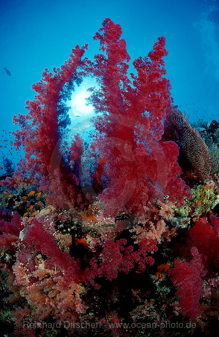 Korallenriff mit roten Weichkorallen, Rotes Meer, El Quseir, gypten, Aegypten