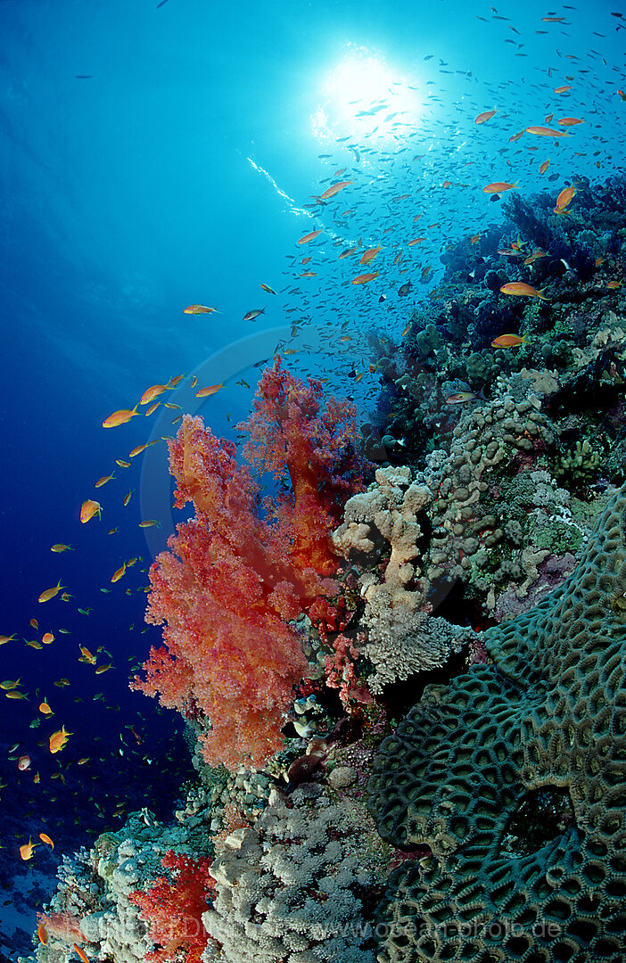 Red soft corals and Sun