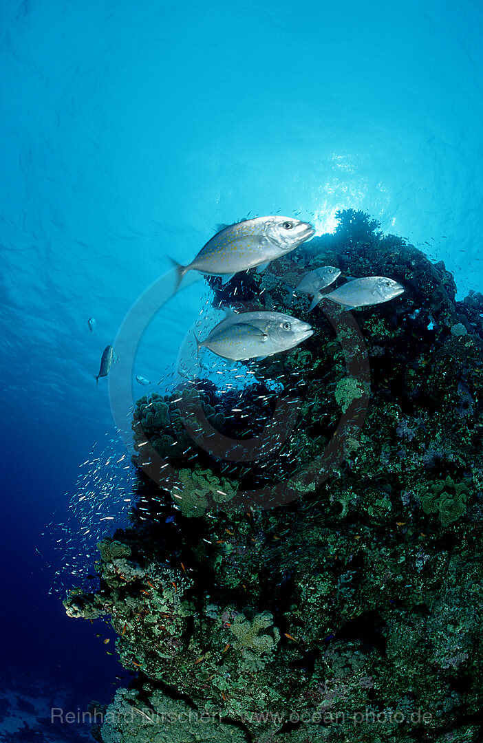 Orangespotted trevally hunt near a coral reef