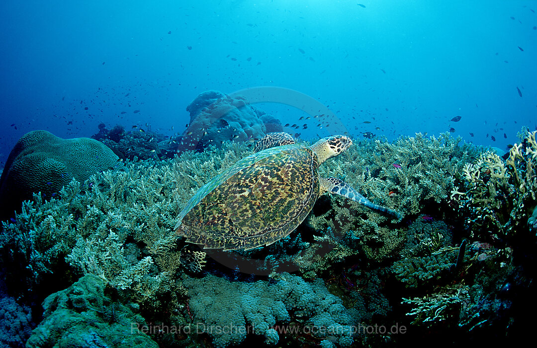 Green sea turtle, green turtle and coral Reef
