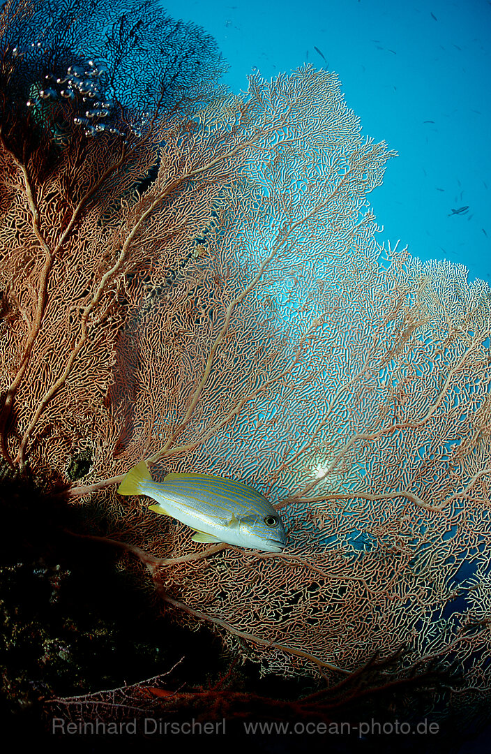 Celebes-Suesslippe und Korallenriff