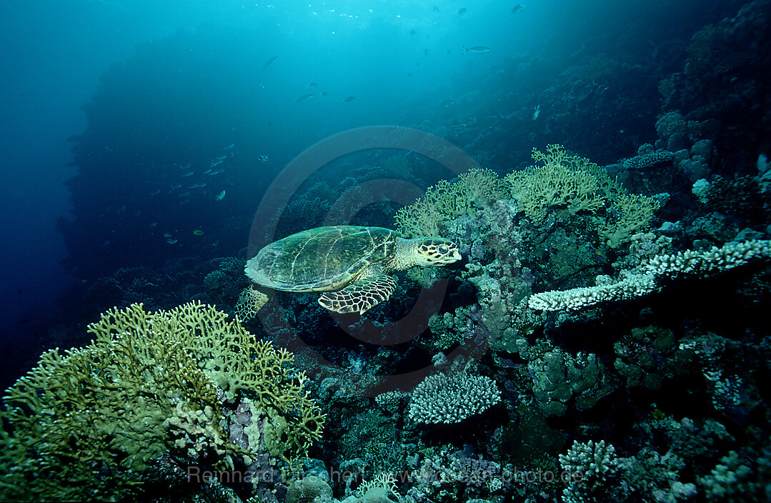 Hawksbill turtle and Coral Reef