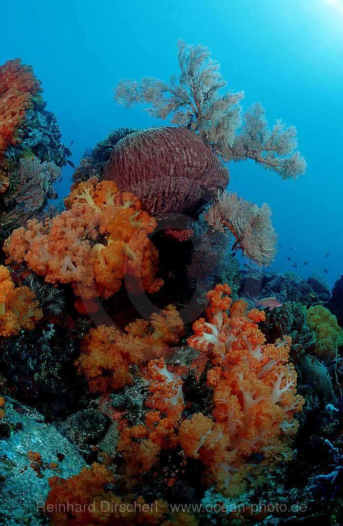 Korallenriff mit Weichkorallen und Schwaemmen, Indischer Ozean, Komodo National Park, Indonesien