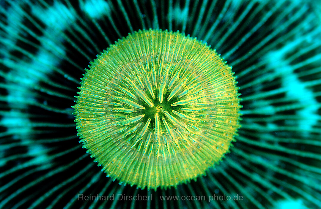 Fluoreszierende Pilzkoralle, Madreporaria, Fungia sp., Indischer Ozean, Komodo National Park, Indonesien