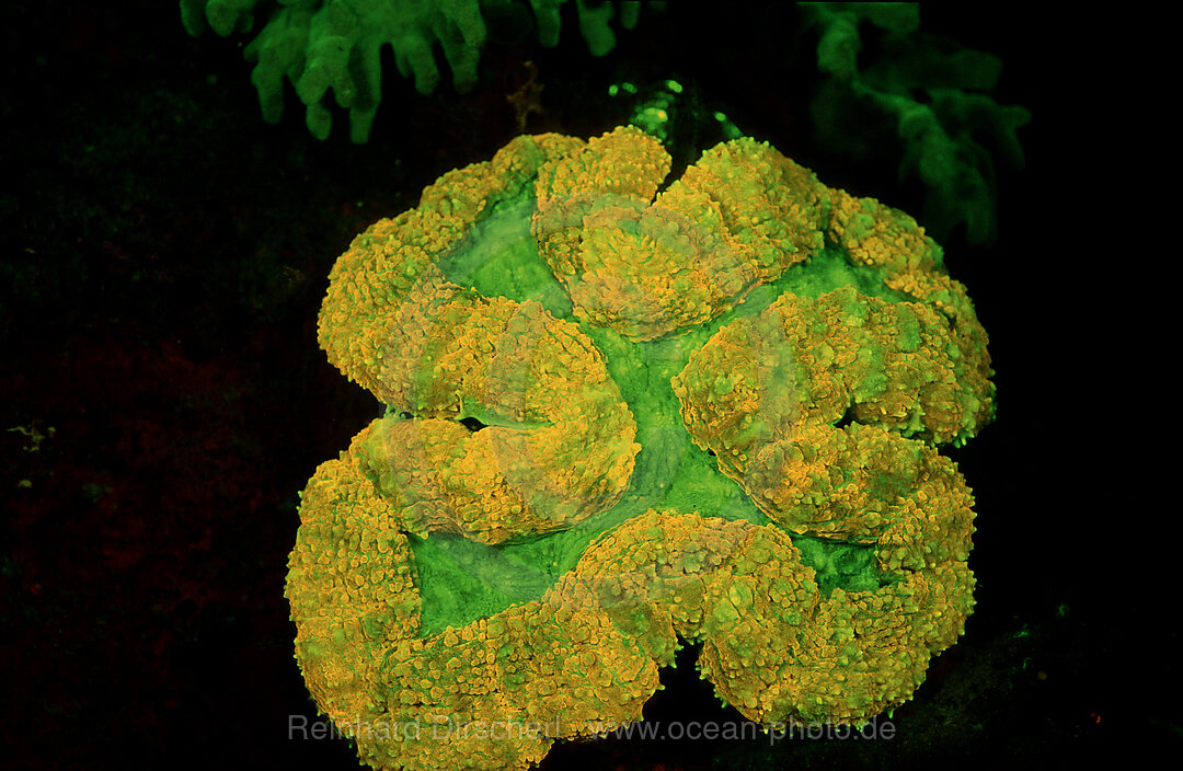 Fluoreszierende Steinkoralle, Madreporaria, Indischer Ozean, Komodo National Park, Indonesien