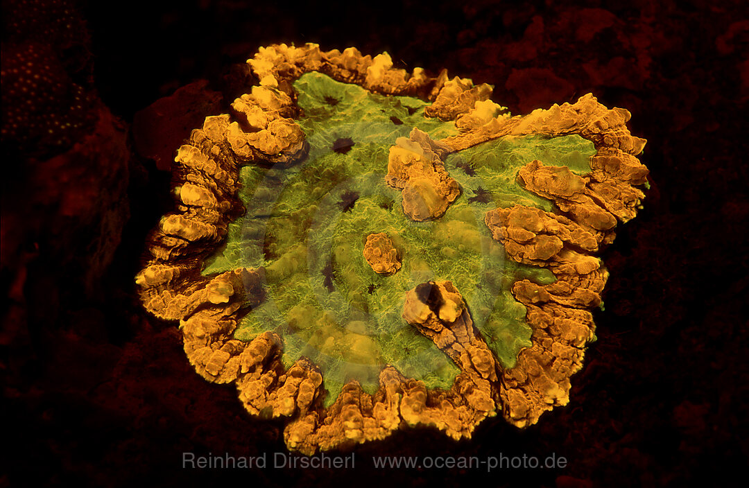 Fluoreszierende Steinkoralle