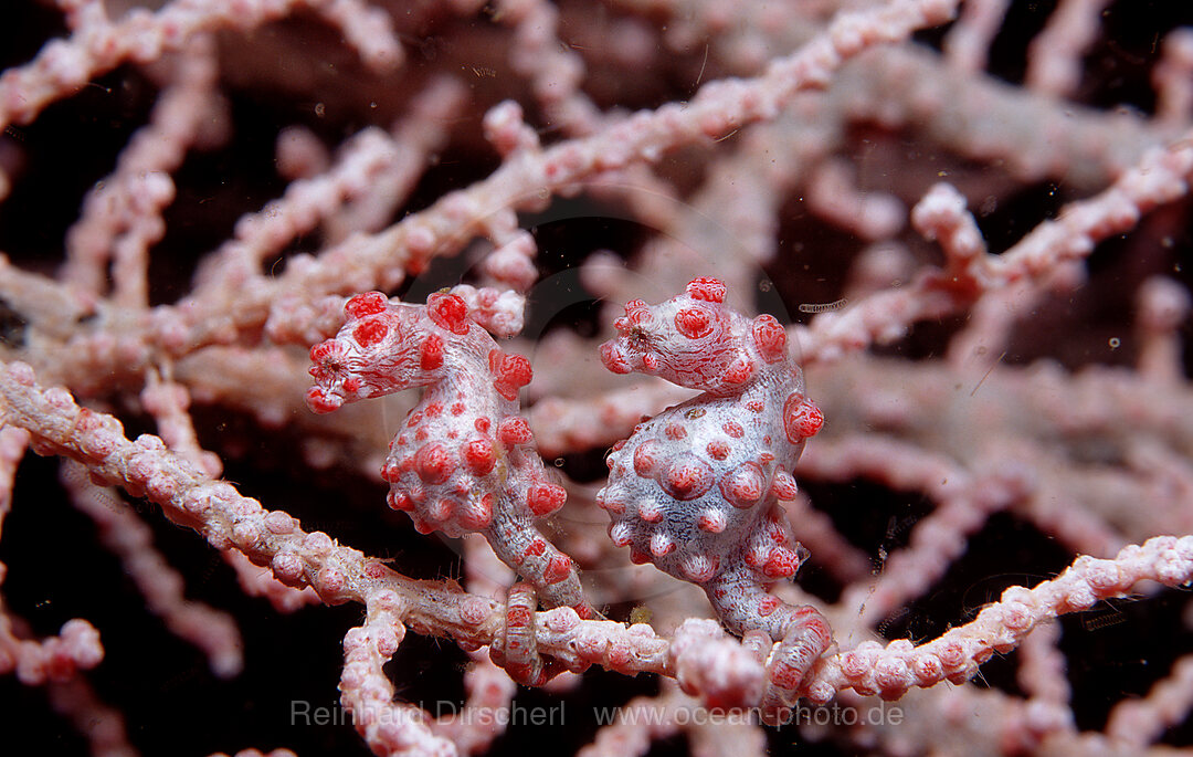 Two Pigmy-Seahorses on a Sea Fan, Hippocampus bargibanti, Indian Ocean, Komodo National Park, Indonesia