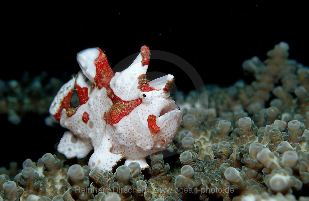 Dwarty frogfish