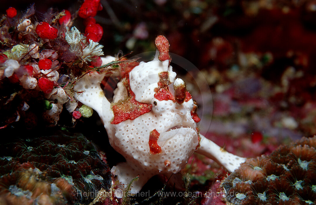 Dwarty frogfish