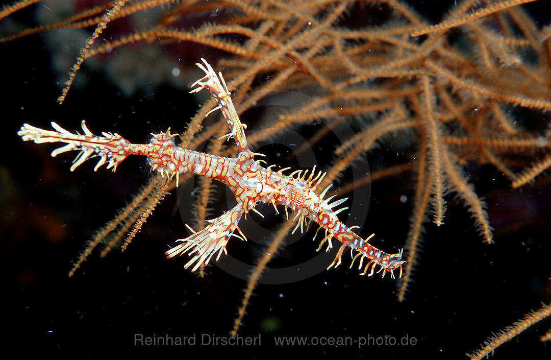 Harlequin ghost pipefish