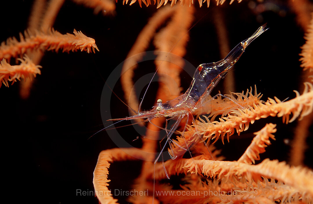 Doernchenkorallen-Garnele, Periclimenes wirtzi, Indischer Ozean, Komodo National Park, Indonesien