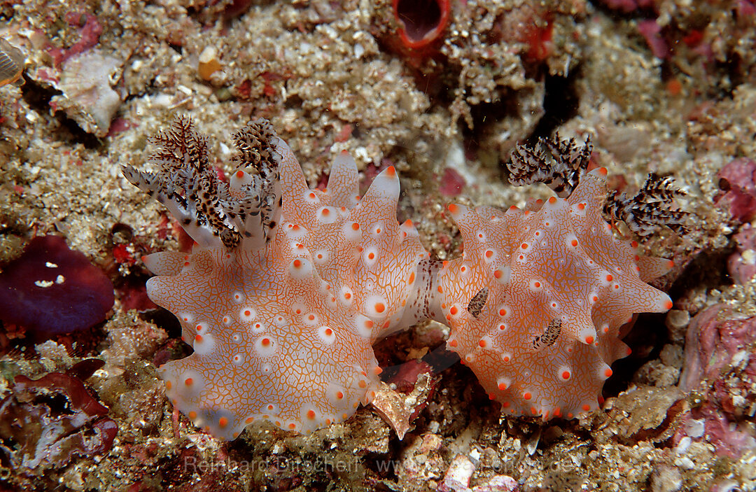 Two mating nudibranches