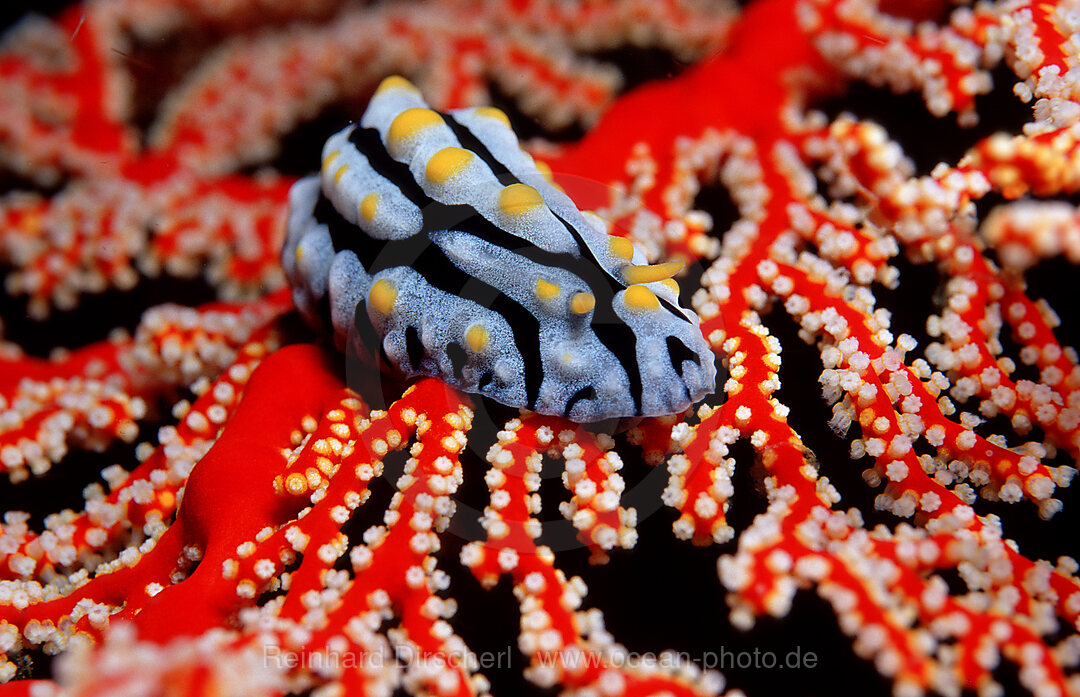 Warzenschnecke, Nacktschnecke