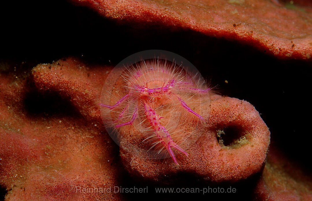 Sponge-crab