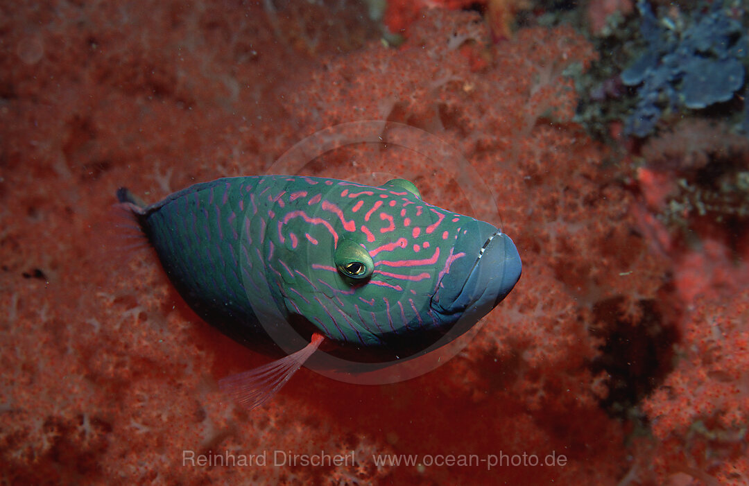 Bandcheek wrasse