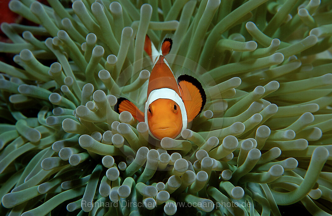 Orange-Ringel-Anemonenfische, Clownfisch, Amphiprion ocellaris, Pazifik, Celebessee, Malaysia, Borneo, Sipadan