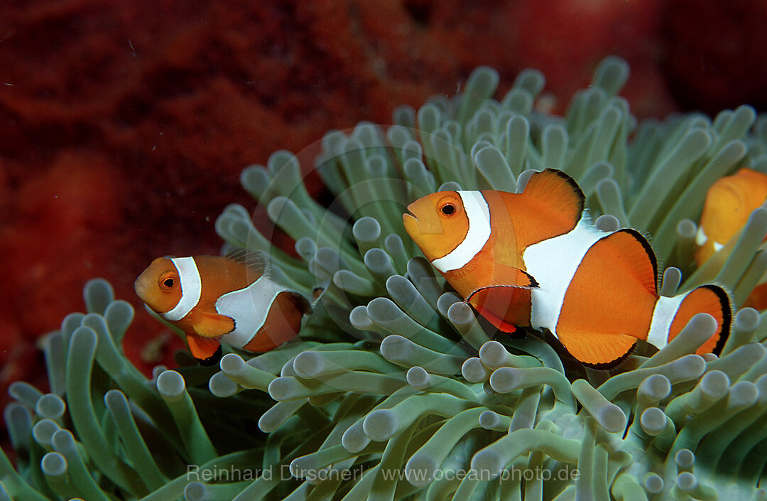 Orange-Ringel-Anemonenfische, Clownfisch, Amphiprion ocellaris, Pazifik, Celebessee, Malaysia, Borneo, Sipadan