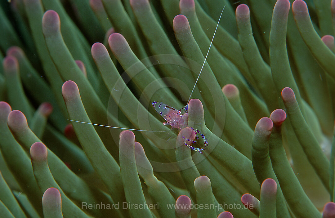 Parnergarnele in Anemone