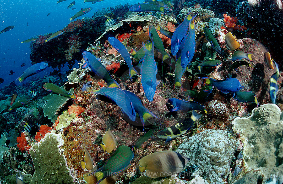 Twotone wrasses eat eggs