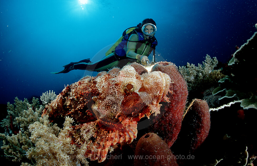 Tassled scorpionfish and scuba diver