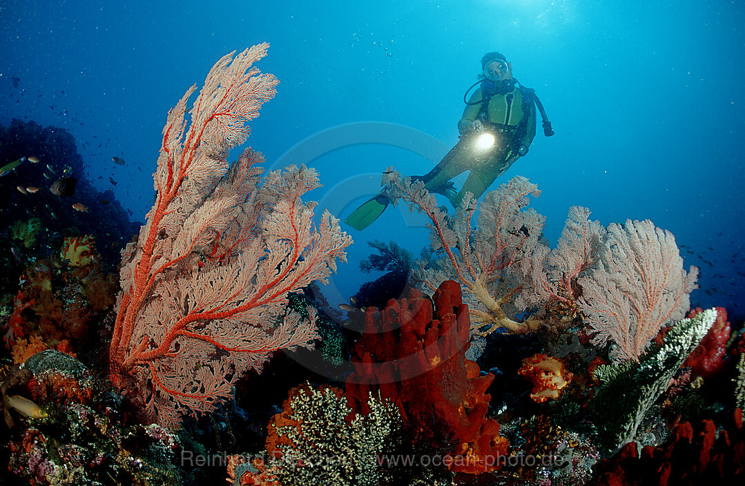 Scuba diver and coral reef