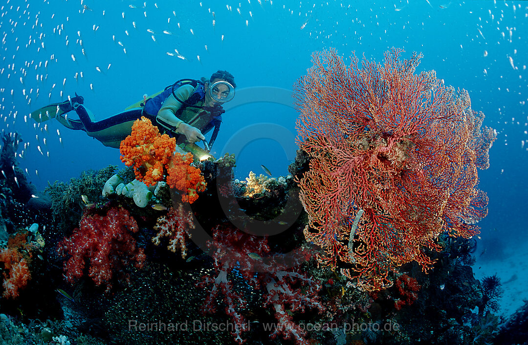 Taucher und Korallenriff, Indischer Ozean, Komodo National Park, Indonesien