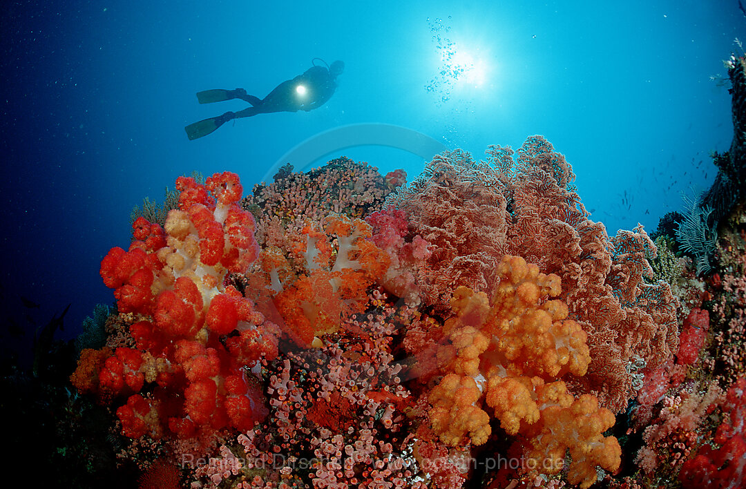 Scuba diver and coral reef