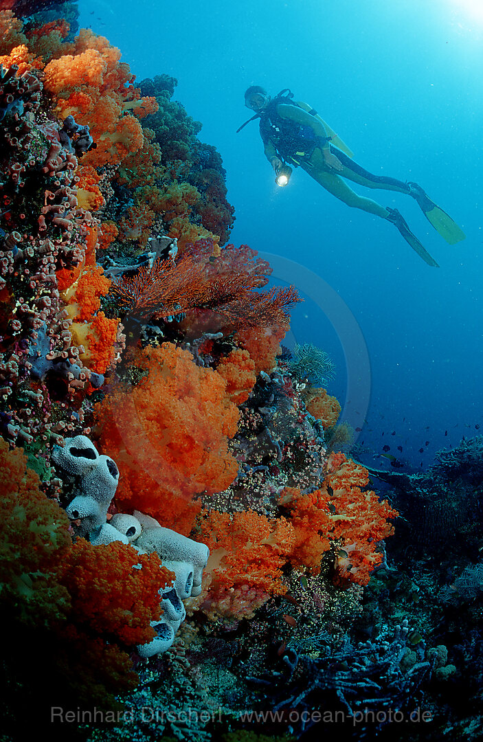 Scuba diver and coral reef